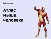 Книга - Атлас мышц человека.  Павел Александрович Васильев  - прочитать полностью в библиотеке КнигаГо