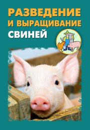Разведение и выращивание свиней. Илья Мельников