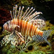 Обитатели океанов -красавицы и чудовища (СИ). Владимир Васильевич Коркош (Korkosh)