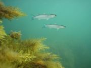 95 лет ЮгНИРО (СИ). Владимир Васильевич Коркош (Korkosh)