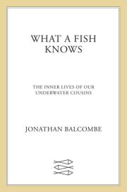 Книга - Что знает рыба. Внутренняя жизнь наших подводных сородичей.  Jonathan Balcombe  - прочитать полностью в библиотеке КнигаГо
