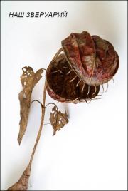 Наш Зверуарий. Александр Михайлович Papyrus