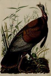 Птицы Америки. Альбом с иллюстрациями. Джон Джеймс Одюбон