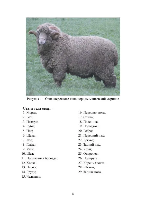 Книгаго: Овцеводство и козоводство. Учебно-методическое пособие. Иллюстрация № 8
