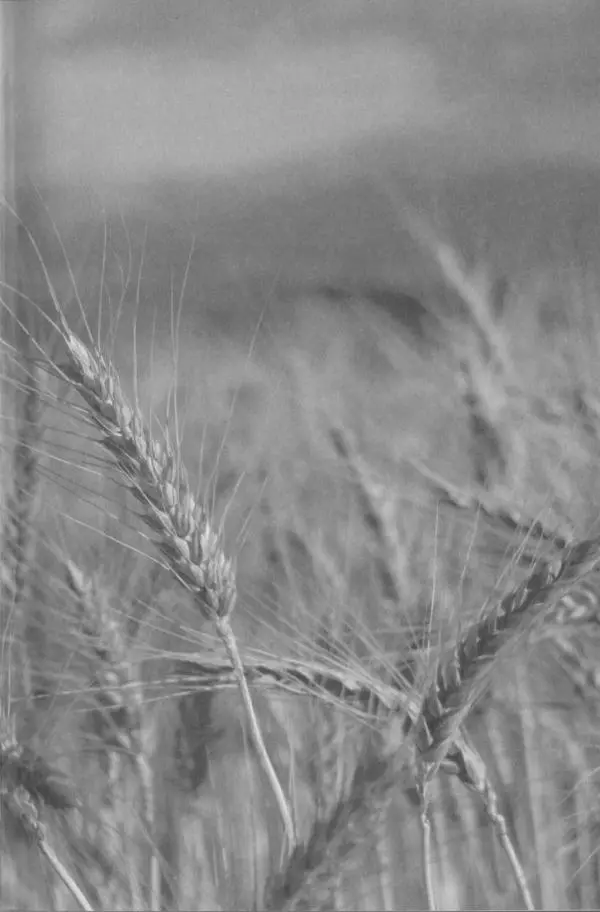 Книгаго: Поле чести. Иллюстрация № 3