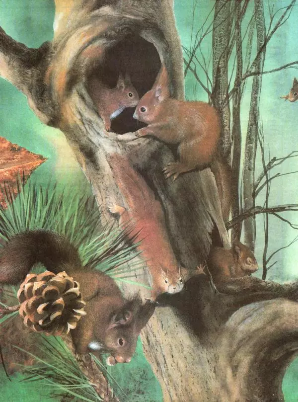 Книгаго: Большая энциклопедия животных. Иллюстрация № 4