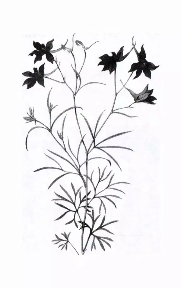 Книгаго: В кругу заветной красоты : Лирические миниатюры о природе. Иллюстрация № 4