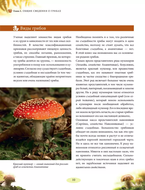 Книгаго: Грибы. Иллюстрированное руководство по сбору, переработке, хранению. Иллюстрация № 10