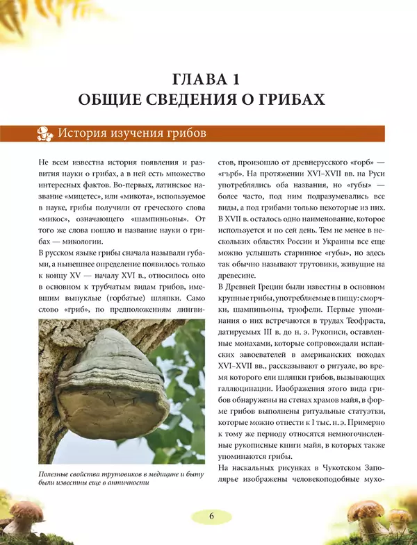 Книгаго: Грибы. Иллюстрированное руководство по сбору, переработке, хранению. Иллюстрация № 6