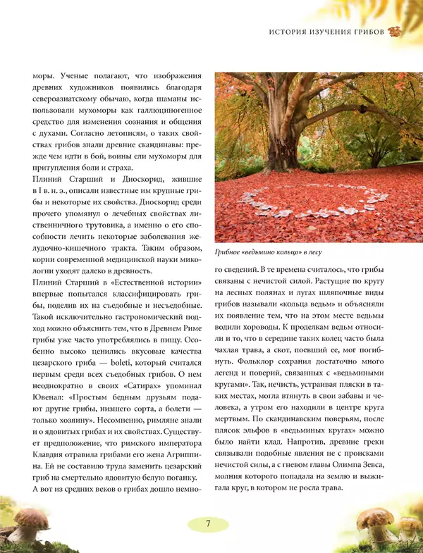 Книгаго: Грибы. Иллюстрированное руководство по сбору, переработке, хранению. Иллюстрация № 7