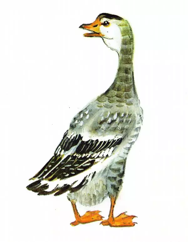 Книгаго: Загадки. Иллюстрация № 4