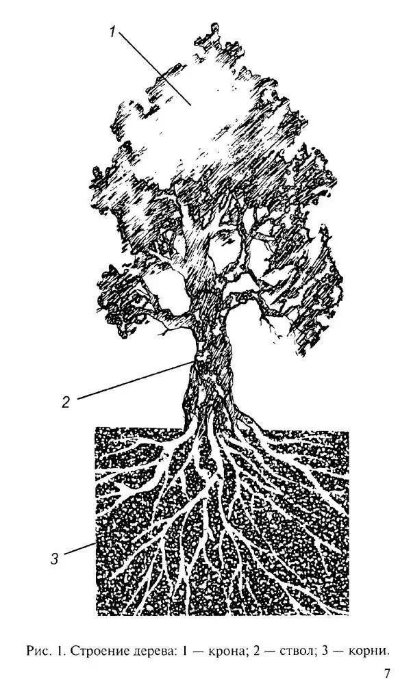 Книгаго: Резьба по дереву. Иллюстрация № 8