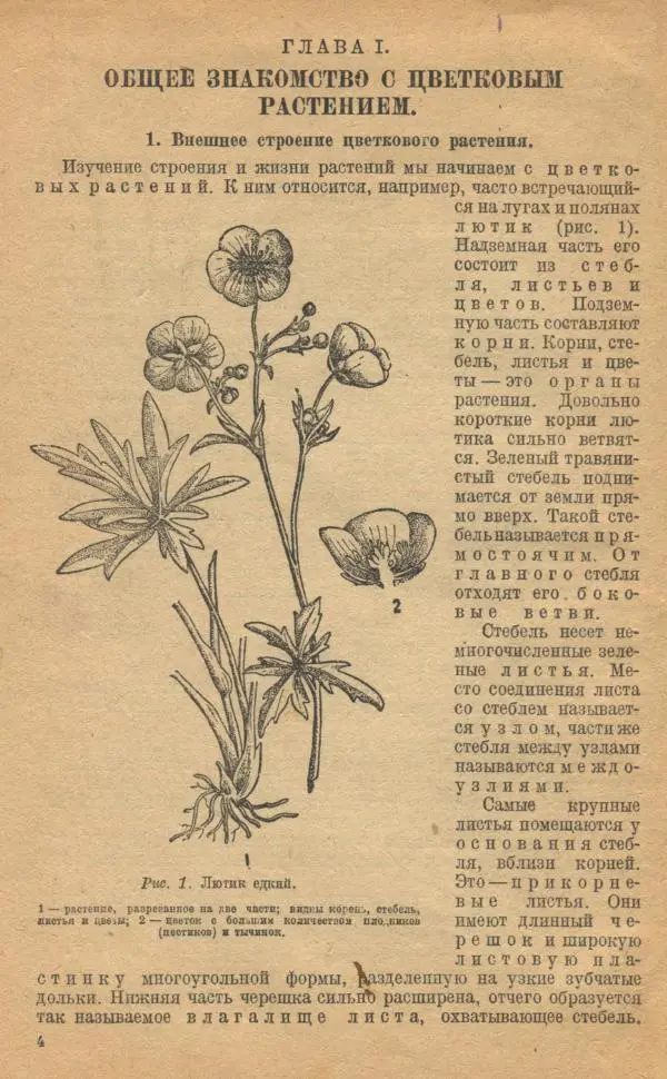 Книгаго: Ботаника. Учебник для неполной средней и средней школы. Иллюстрация № 6