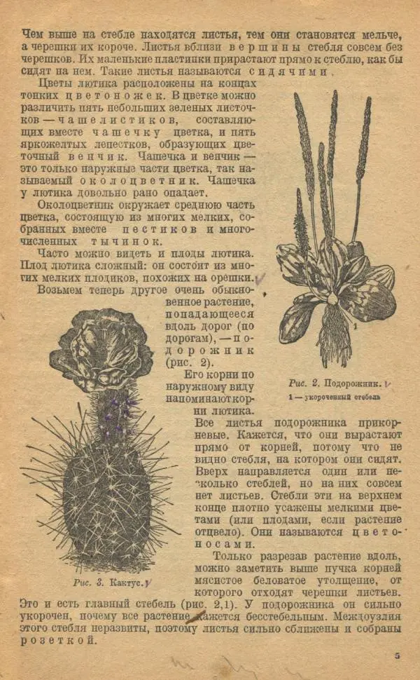 Книгаго: Ботаника. Учебник для неполной средней и средней школы. Иллюстрация № 7
