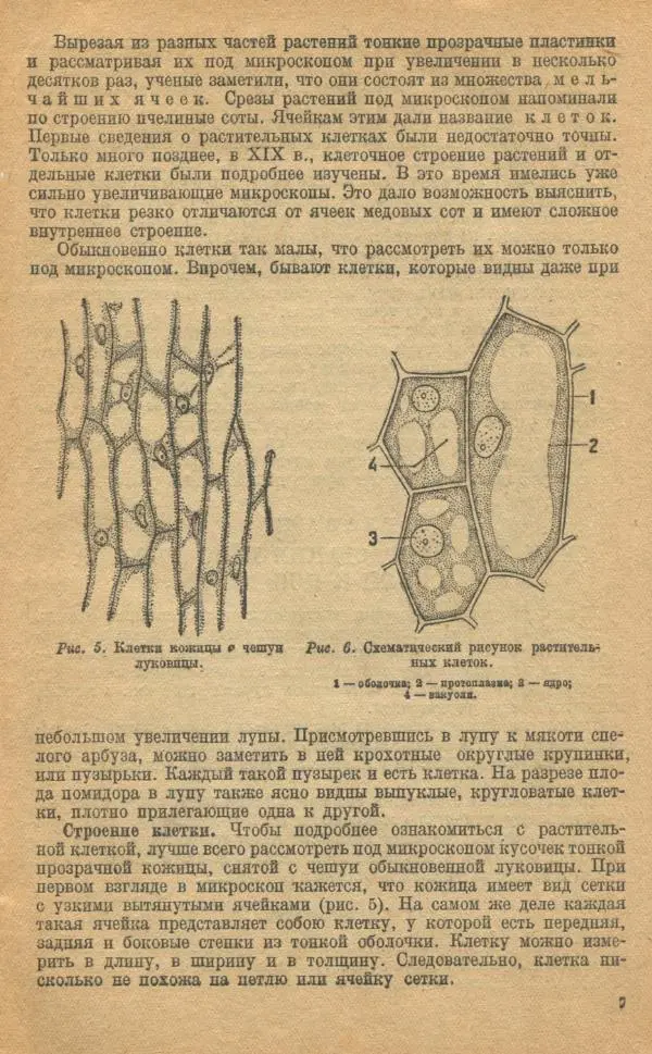 Книгаго: Ботаника. Учебник для неполной средней и средней школы. Иллюстрация № 9