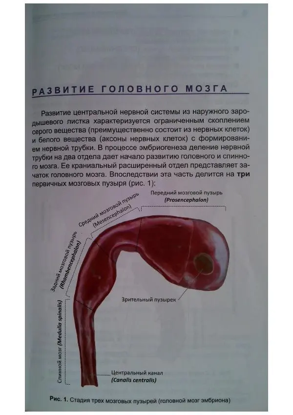 Книгаго: Анатомия головного мозга. Фотографический атлас. Иллюстрация № 6