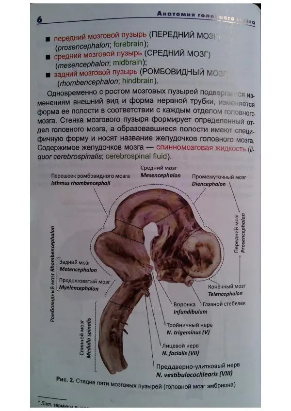 Книгаго: Анатомия головного мозга. Фотографический атлас. Иллюстрация № 7