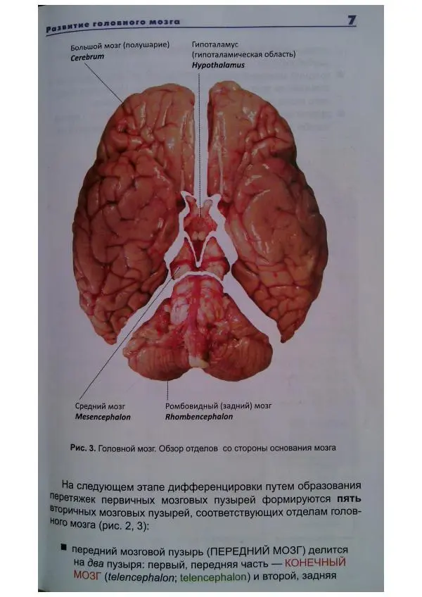 Книгаго: Анатомия головного мозга. Фотографический атлас. Иллюстрация № 8