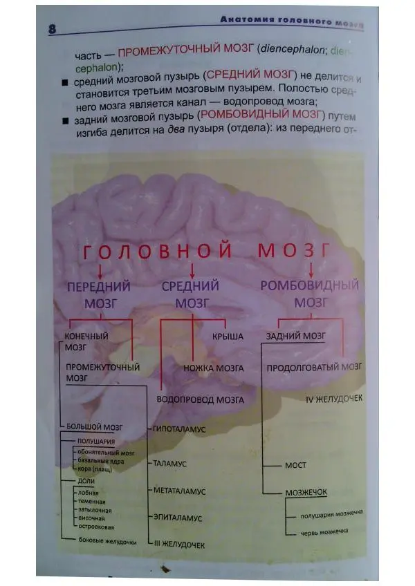 Книгаго: Анатомия головного мозга. Фотографический атлас. Иллюстрация № 9