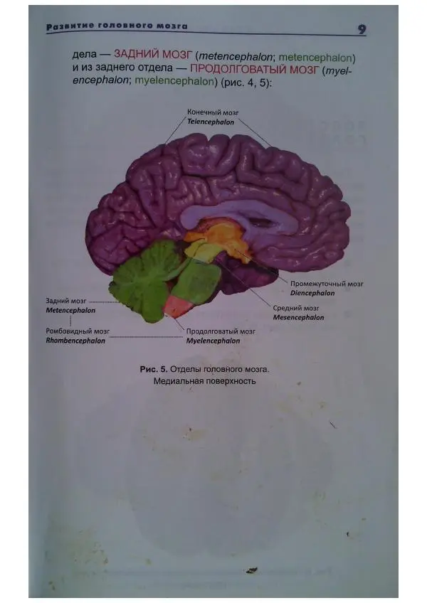 Книгаго: Анатомия головного мозга. Фотографический атлас. Иллюстрация № 10