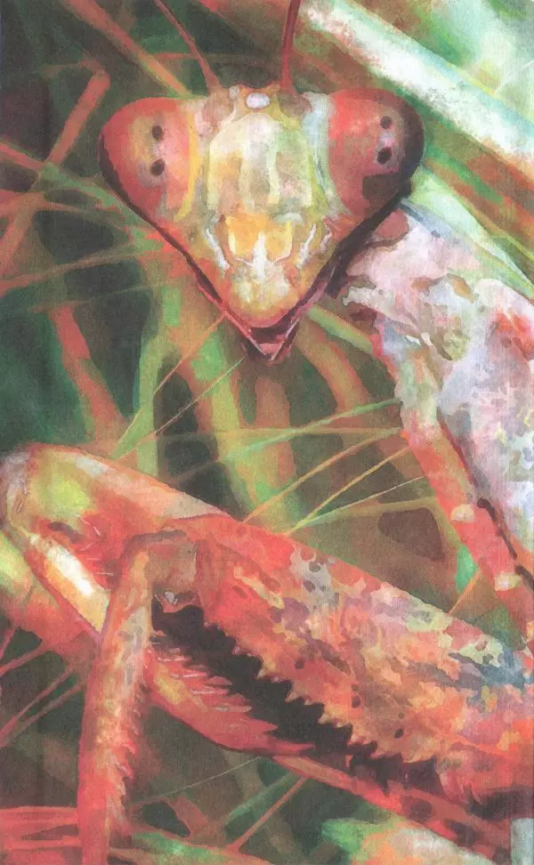 Книгаго: Храбрый Тилли. Иллюстрация № 2