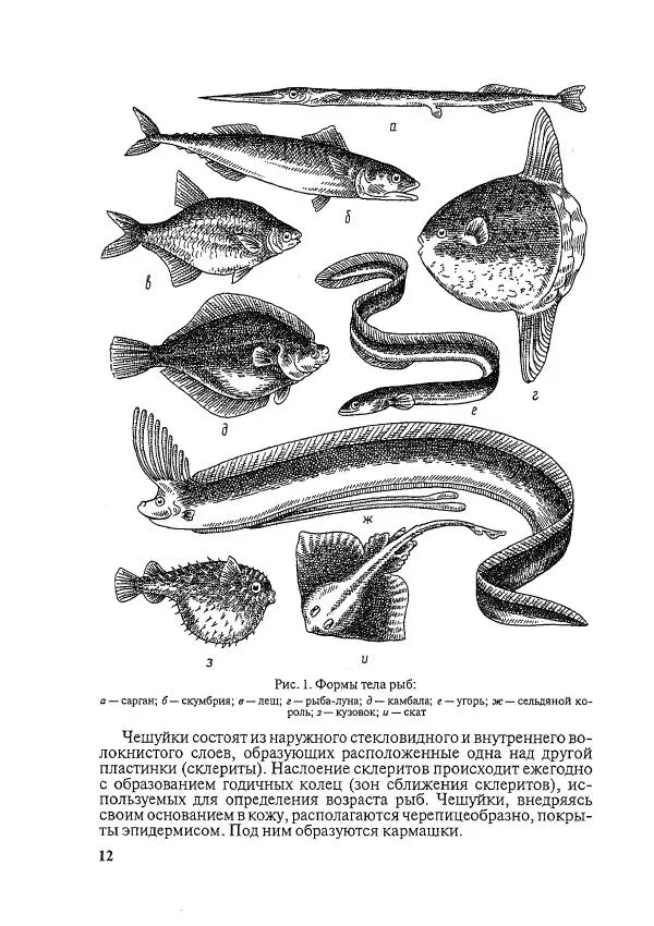 Книгаго: Болезни рыб и основы рыбоводства. Иллюстрация № 11