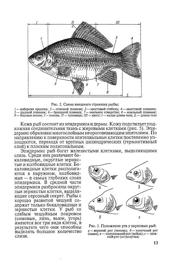 Книгаго: Болезни рыб и основы рыбоводства. Иллюстрация № 12