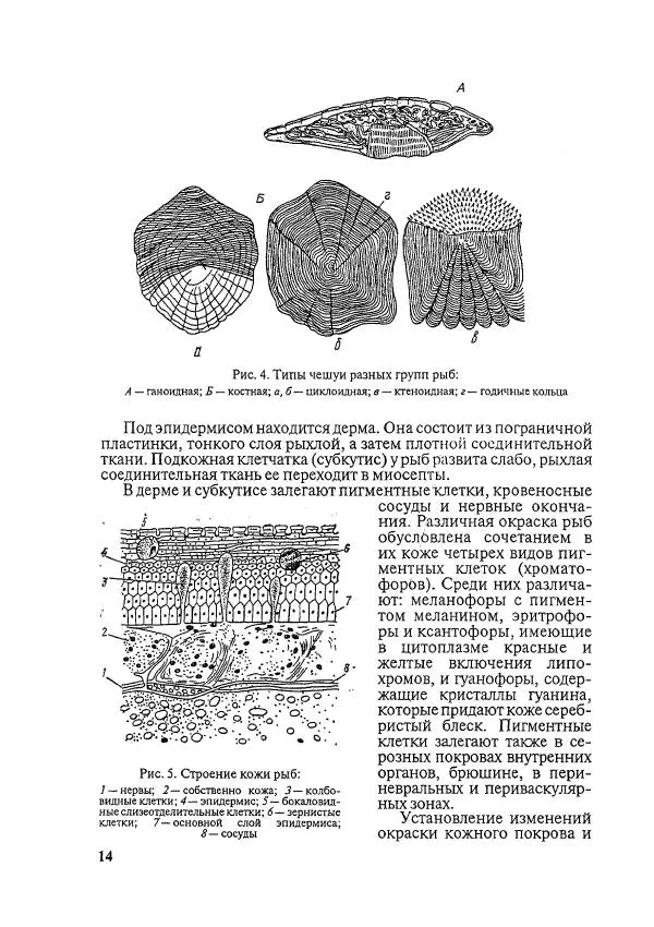 Книгаго: Болезни рыб и основы рыбоводства. Иллюстрация № 13