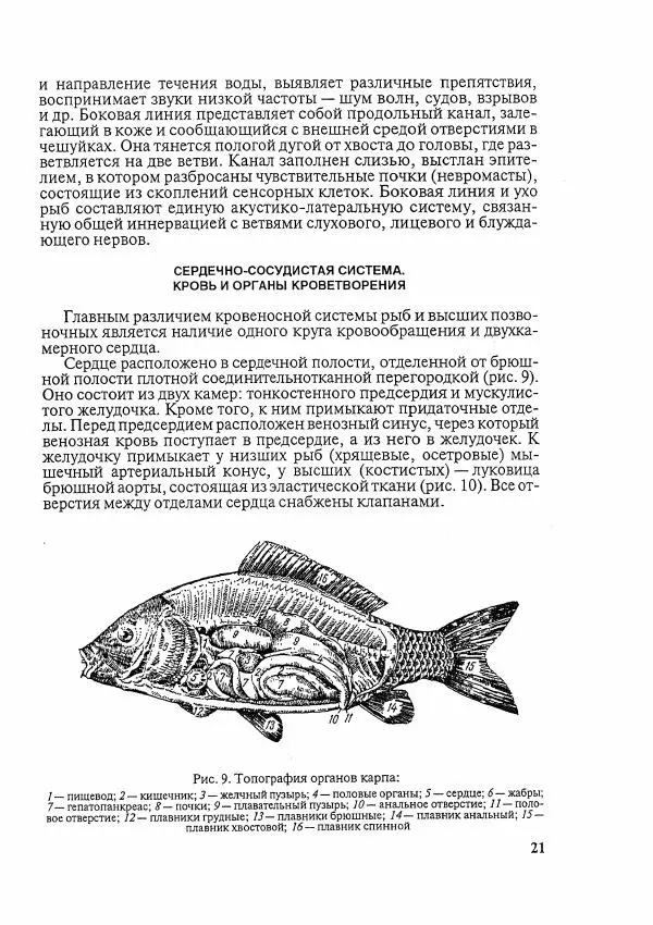 Книгаго: Болезни рыб и основы рыбоводства. Иллюстрация № 20