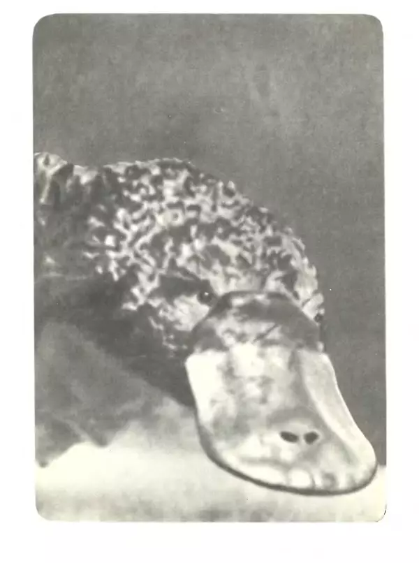 Книгаго: Мир животных Том 1. Иллюстрация № 10