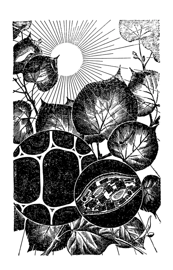 Книгаго: Зелёный щит нашей планеты. Иллюстрация № 5