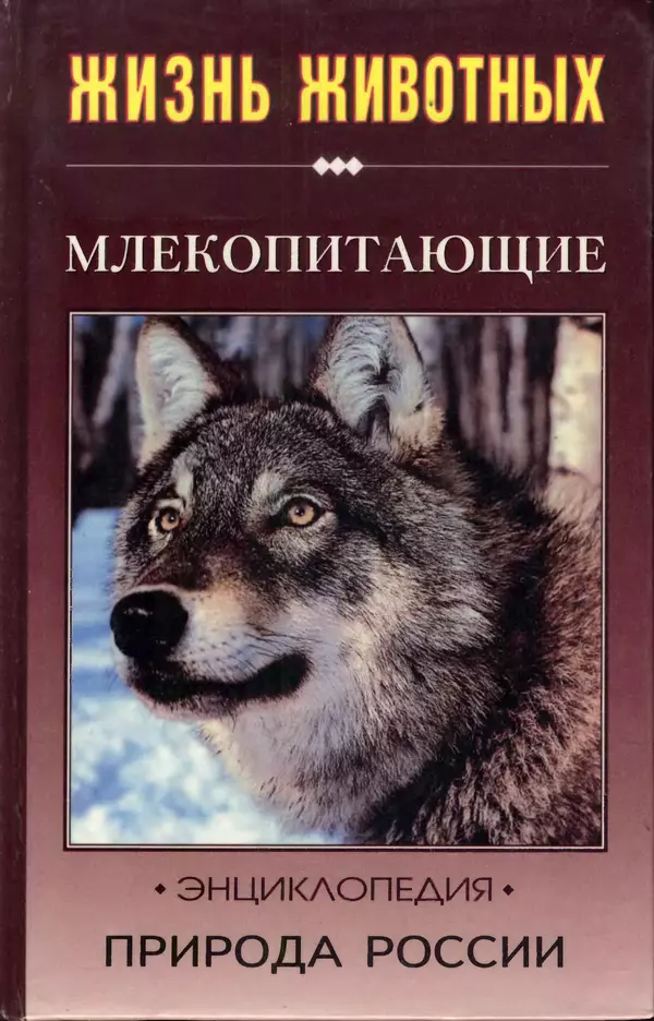Книгаго: Жизнь животных. Природа России. Млекопитающие. Часть 1. Иллюстрация № 1
