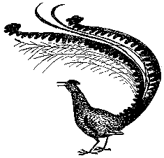 Книгаго: Говорящие птицы. Иллюстрация № 1