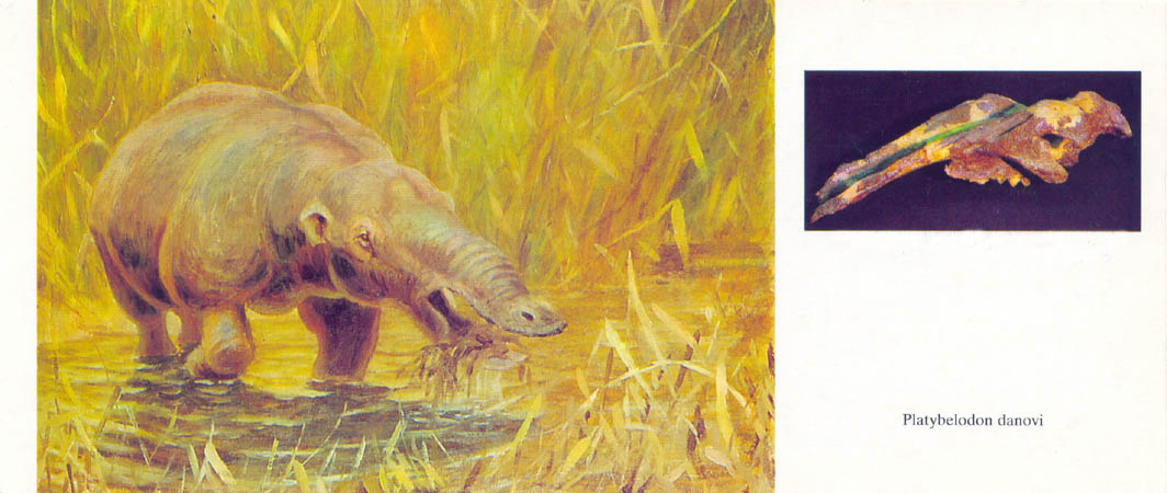 Книгаго: Художник-палеонтолог К. К. Флеров. По страницам истории животного мира. Иллюстрация № 2
