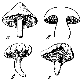 Книгаго: Загадочный мир грибов. Иллюстрация № 2