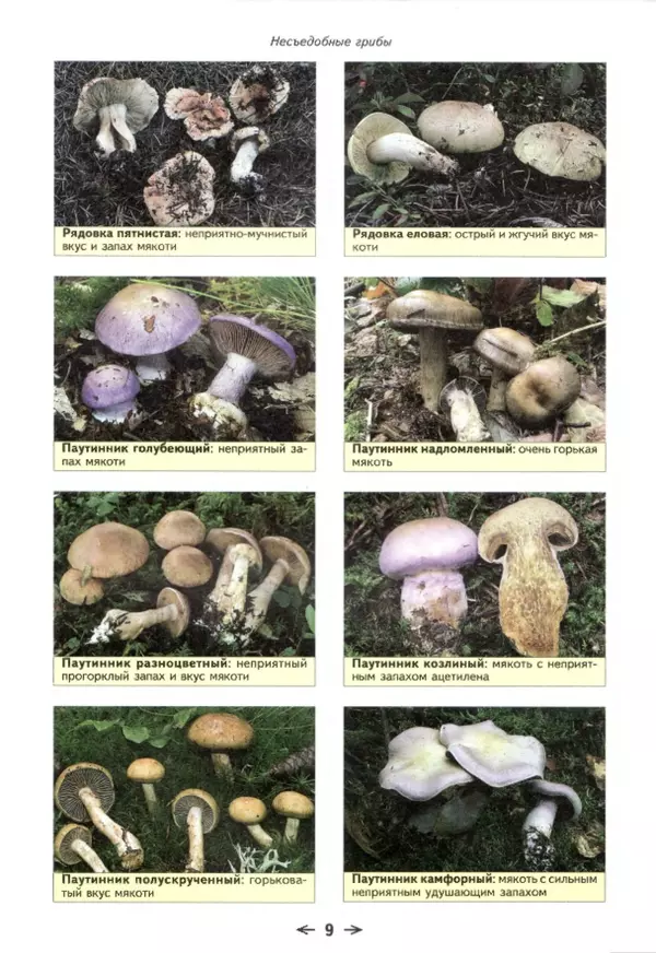 Книгаго: Съедобные грибы и их несъедобные и ядовитые двойники: сравнительные таблицы. Расширенное издание. Иллюстрация № 10