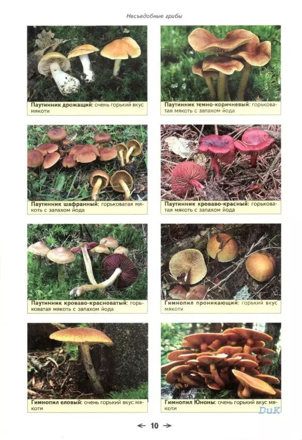 Книгаго: Съедобные грибы и их несъедобные и ядовитые двойники: сравнительные таблицы. Расширенное издание. Иллюстрация № 11