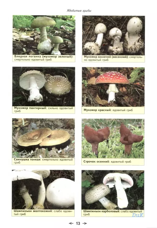 Книгаго: Съедобные грибы и их несъедобные и ядовитые двойники: сравнительные таблицы. Расширенное издание. Иллюстрация № 14