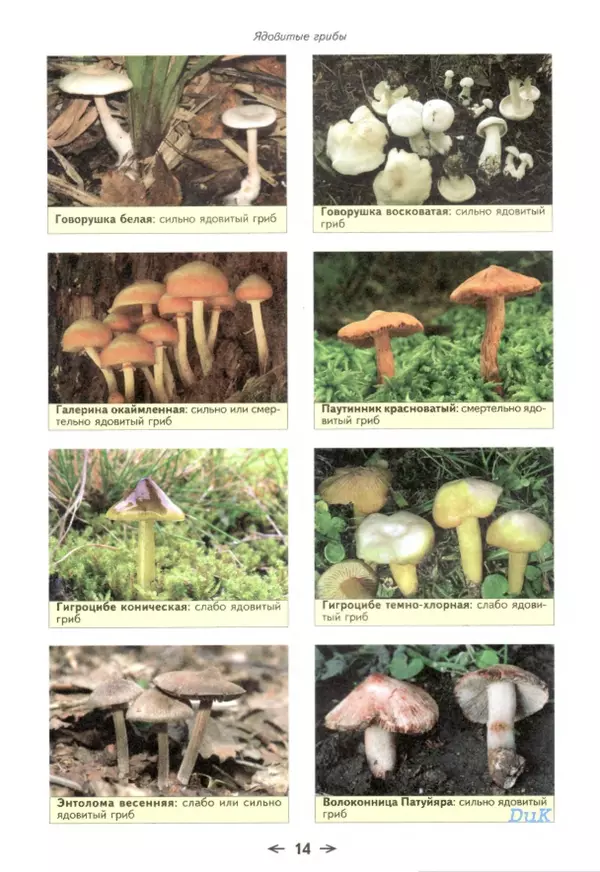 Книгаго: Съедобные грибы и их несъедобные и ядовитые двойники: сравнительные таблицы. Расширенное издание. Иллюстрация № 15