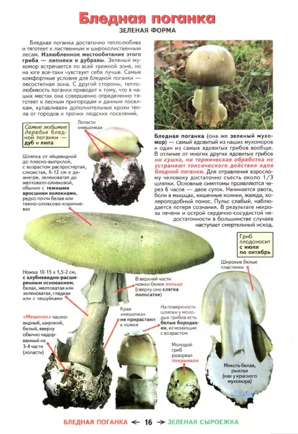 Книгаго: Съедобные грибы и их несъедобные и ядовитые двойники: сравнительные таблицы. Расширенное издание. Иллюстрация № 17