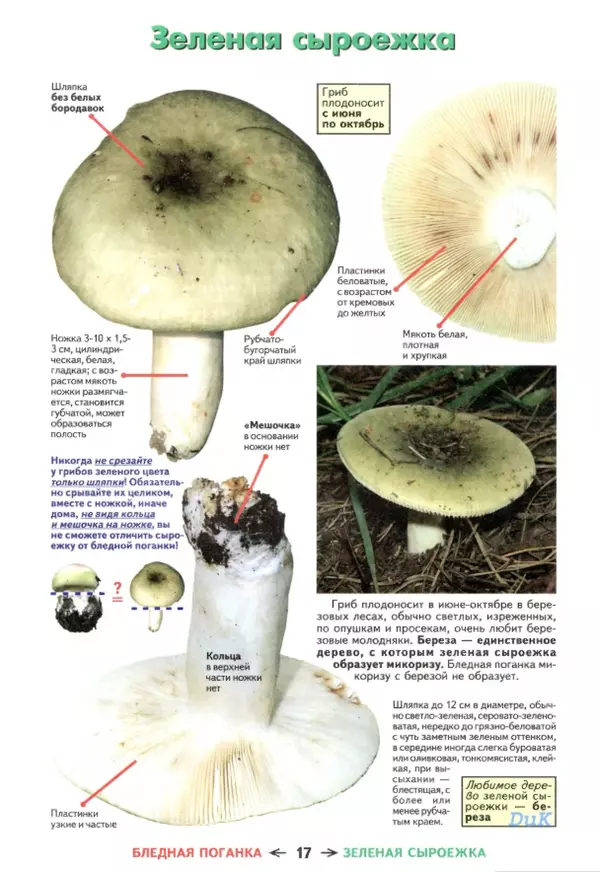 Книгаго: Съедобные грибы и их несъедобные и ядовитые двойники: сравнительные таблицы. Расширенное издание. Иллюстрация № 18