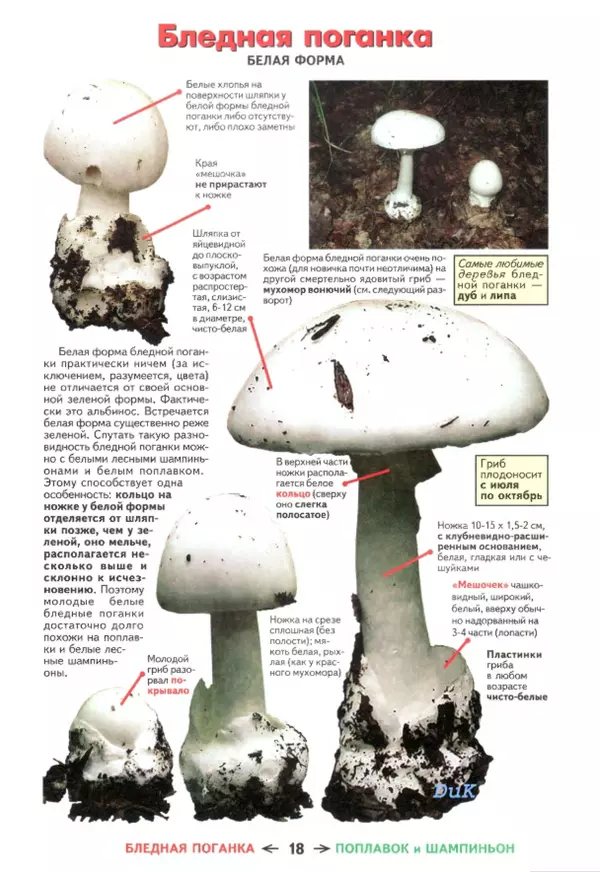 Книгаго: Съедобные грибы и их несъедобные и ядовитые двойники: сравнительные таблицы. Расширенное издание. Иллюстрация № 19