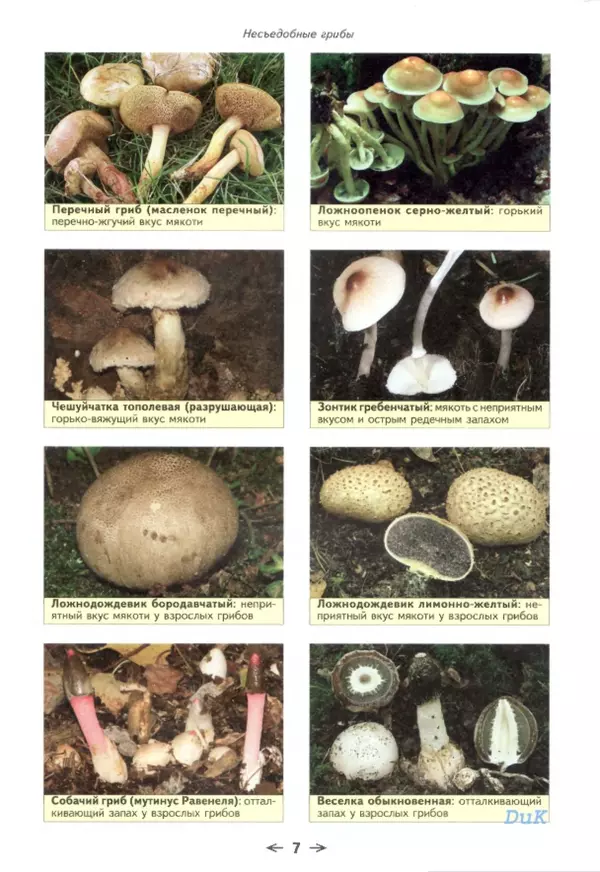 Книгаго: Съедобные грибы и их несъедобные и ядовитые двойники: сравнительные таблицы. Расширенное издание. Иллюстрация № 8