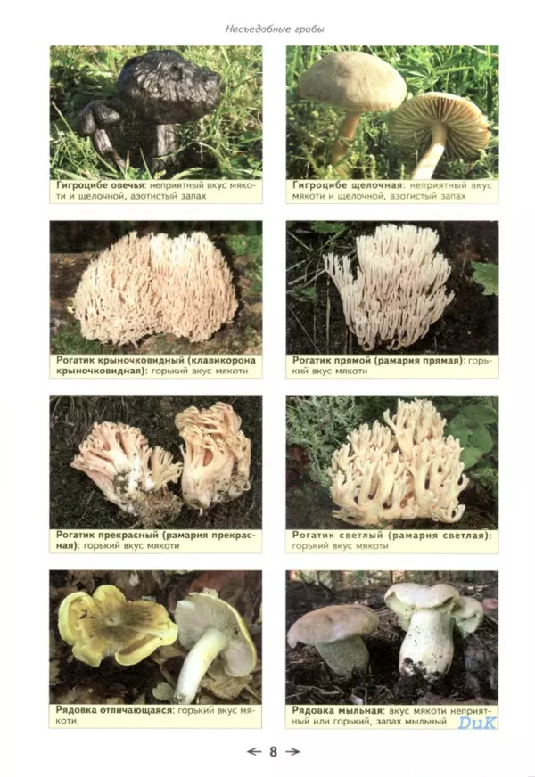 Книгаго: Съедобные грибы и их несъедобные и ядовитые двойники: сравнительные таблицы. Расширенное издание. Иллюстрация № 9
