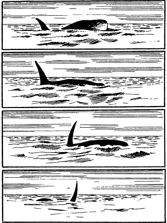 Книгаго: Существуют ли морские чудовища?. Иллюстрация № 5