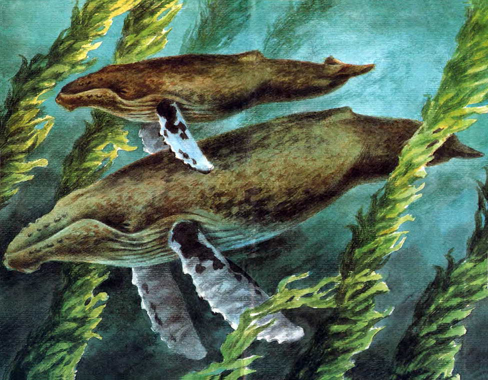 Книгаго: Существуют ли морские чудовища?. Иллюстрация № 77