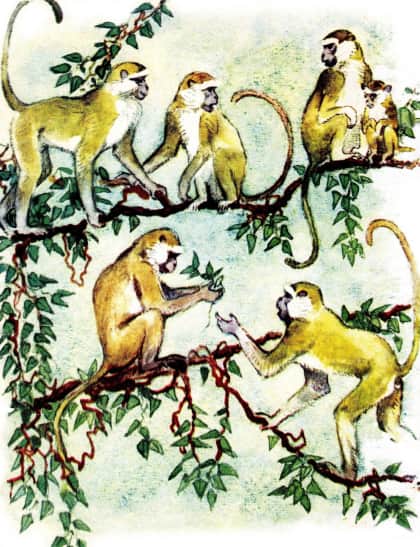 Книгаго: У обезьян. Иллюстрация № 1