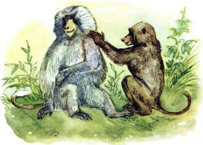 Книгаго: У обезьян. Иллюстрация № 5