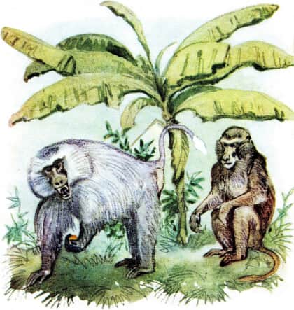 Книгаго: У обезьян. Иллюстрация № 7