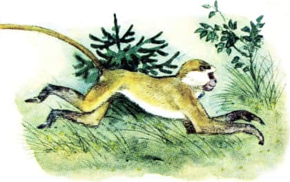 Книгаго: У обезьян. Иллюстрация № 8